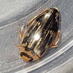 Coptotomus
