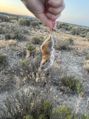 Thomomys talpoides