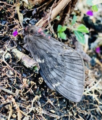 Paradirphia fumosa