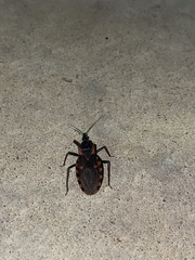 Triatoma sanguisuga