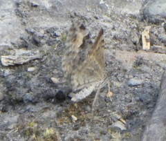 Xanthorhoe abrasaria