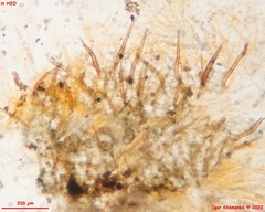 Scutellinia minor