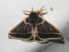 Agapema homogena