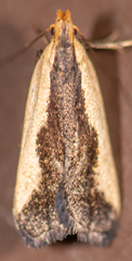 Dichomeris inserrata