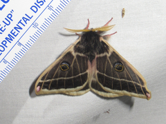 Agapema homogena