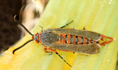 Eichlinia grande