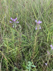 Orthocarpus bracteosus