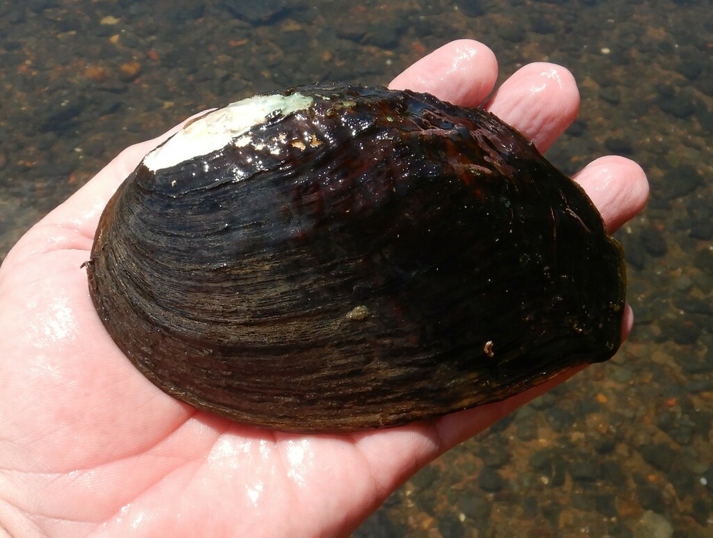 bankclimber from Locust Fork, just E of Sayre, Jefferson County, AL