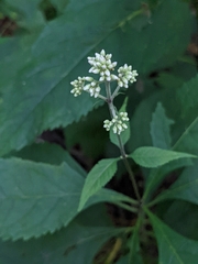 Eutrochium