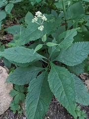 Eutrochium