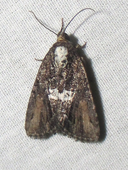 Bryolymnia semifascia