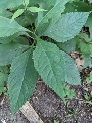 Eutrochium