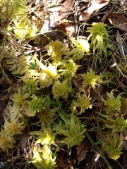 Sphagnum angustifolium
