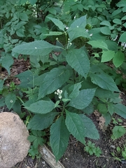 Eutrochium
