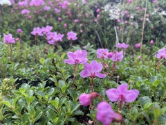 Rhododendron redowskianum