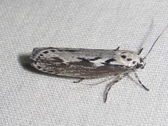 Ethmia semitenebrella