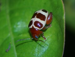 Notozona