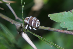 Guioperus trifasciatus