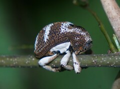 Guioperus trifasciatus