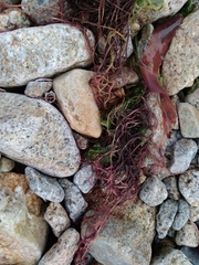 Gracilaria chilensis