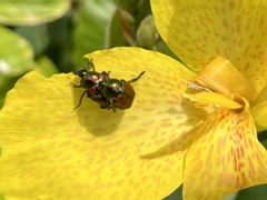 Popillia japonica