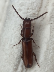 Taphroscelidia linearis