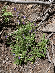 Penstemon virens