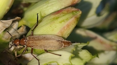 Epicauta ochrea