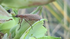Epicauta ochrea