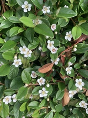Cotoneaster dammeri