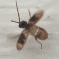 Ptinus texanus