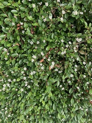 Cotoneaster dammeri