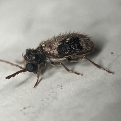 Ptinus texanus