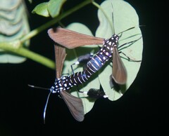 Horama plumipes