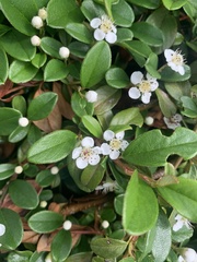 Cotoneaster dammeri