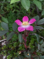 Rosa glauca