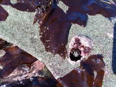 Sarcothalia crispata