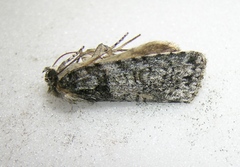 Acronicta modica