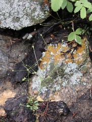 Androsace filiformis