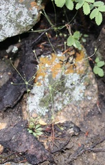 Androsace filiformis