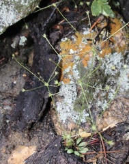 Androsace filiformis