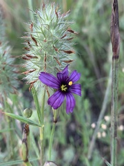 Sisyrinchium hitchcockii