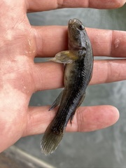 Chaenogobius gulosus