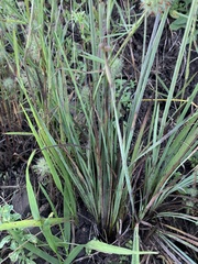 Sisyrinchium hitchcockii