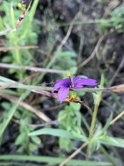 Sisyrinchium hitchcockii