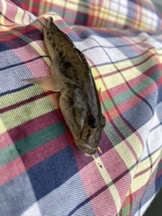 Acanthogobius flavimanus