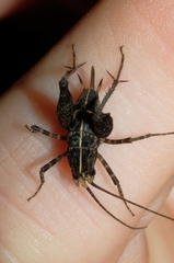 Pleioplectron hudsoni