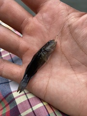 Chaenogobius gulosus