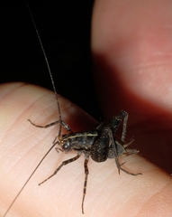 Pleioplectron hudsoni