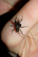 Pleioplectron hudsoni